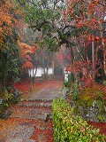 浄住寺：紅葉の境内