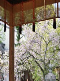 平野神社：拝殿越しの桜