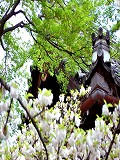 平野神社：虎の尾と獅子口