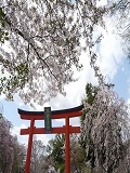 平野神社：東鳥居と桜