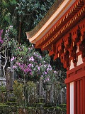 室生寺：五重塔と石楠花