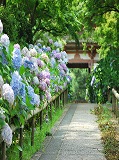 久安寺：参道の紫陽花