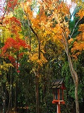 大原野神社：参道の紅葉