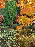 大原野神社：鯉沢の池