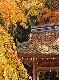 大原野神社：紅葉の手水舎