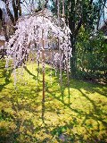 醍醐寺：かわいい枝垂桜