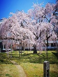 醍醐寺：霊宝館前の枝垂桜
