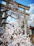 向日神社：鳥居と桜
