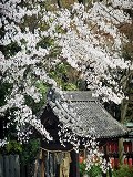 向日神社：手水舎と桜