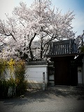 長楽寺：山門と桜