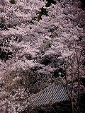 金勝寺：無量寿殿と桜