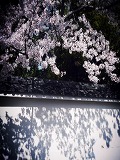 金地院：築地塀と桜