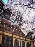 南禅寺：法堂と桜