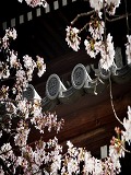 南禅寺：法堂の軒丸瓦と桜