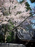 南禅寺：僧堂の山門と桜
