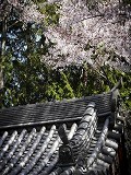 南禅寺：僧堂の山門と桜