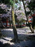 平安神宮：応天門横の桜