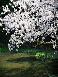 平安神宮：西神苑 白虎池の桜