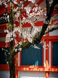 平安神宮：連子窓と桜