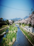 賀茂川沿いの桜