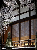 本満寺：本堂と桜