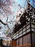 本満寺：本堂と桜