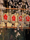 平野神社：朝日を受けて