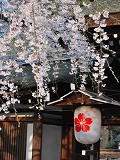 平野神社：東神門と魁桜