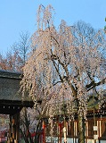 平野神社：朝日と魁桜