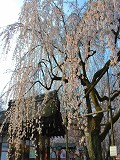 平野神社：手水舎と魁桜