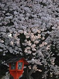 平野神社：桜と灯籠�@