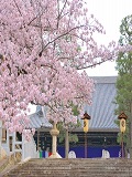 金戒光明寺：桜の石段