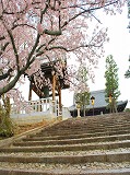 金戒光明寺：桜と鐘楼
