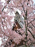 金戒光明寺：蓮池院と桜