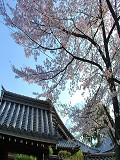 真如堂：喜運院の桜