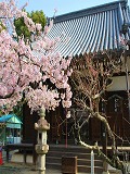 真如堂：桜と元三大師堂