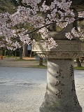 真如堂：桜と石灯籠