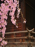 向日神社：本殿と桜