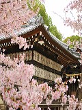 向日神社：舞楽殿と桜