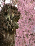 向日神社：狛犬と桜