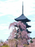 東寺：桜と国宝五重塔