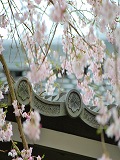 善福寺：本堂と桜