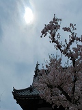 温泉寺：本堂と桜�@