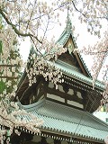 温泉寺：本堂と桜�B