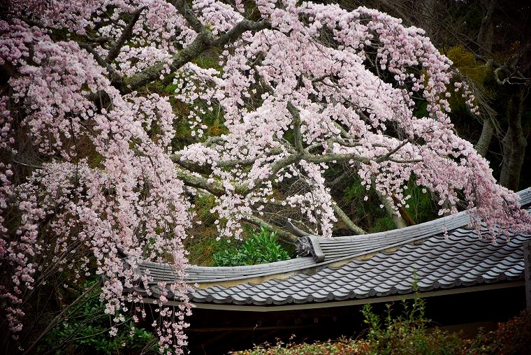 善福寺：本堂と枝垂桜