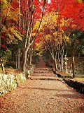 鶏足寺：紅葉の参道
