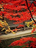 石道寺：本堂と紅葉