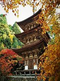 西明寺：国宝三重塔と紅葉