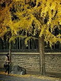 今宮神社：イチョウの並木参道