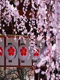 平野神社：魁桜と東神門